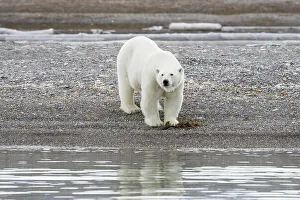 Climate Change: Polar Bear 235