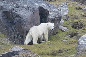 Climate Change: Polar Bear 239
