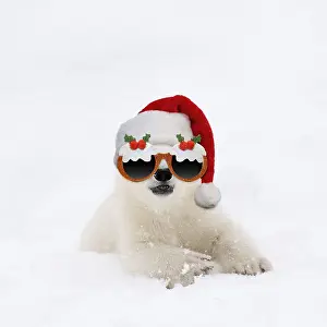 Pudding: Polar Bear, 4 month old cub wearing Christmas