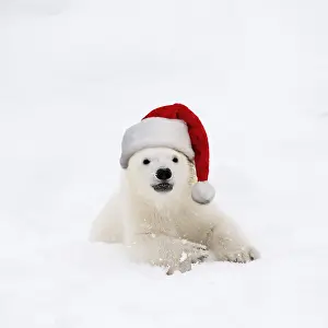 161018: Polar Bear, 4 month old cub wearing Christmas