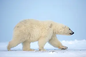 Beaufort: Polar Bear
