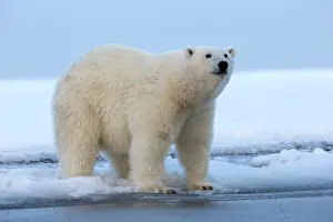 Beaufort: Polar Bear