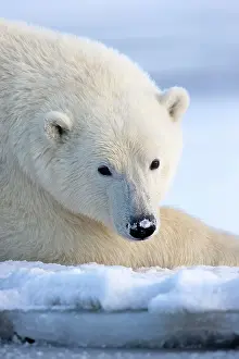 Beaufort: Polar Bear