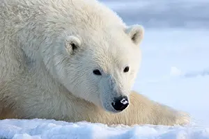 Beaufort: Polar Bear