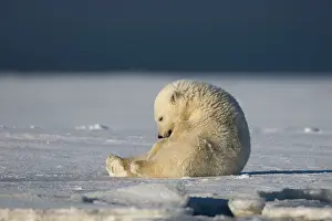 Dozing: Polar Bear