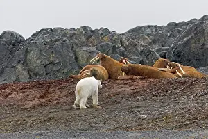 Walruses: Polar Bear