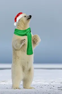 Scarves: Polar Bear