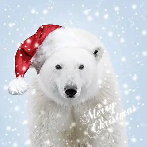 Text: Polar Bear
