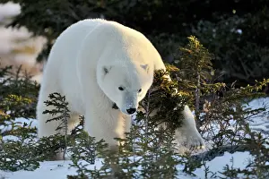 Decreasing: Polar Bear