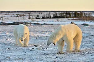 Decreasing: Polar Bear