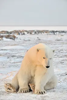 Decreasing: Polar Bear