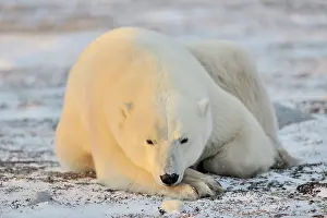 Decreasing: Polar Bear