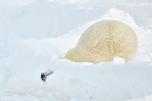 Decreasing: Polar Bear