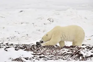 Kelp: Polar Bear