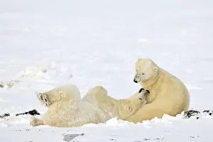 Decreasing: Polar Bear