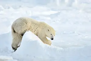 Decreasing: Polar Bear