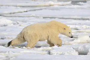 Decreasing: Polar Bear