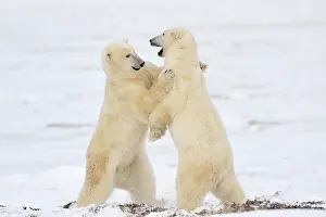 Decreasing: Polar Bear