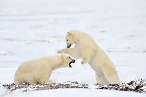 Decreasing: Polar Bear