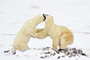 Decreasing: Polar Bear
