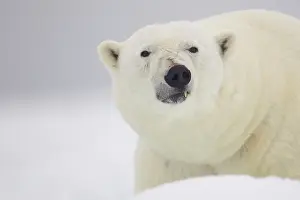 Ursos: Polar Bear