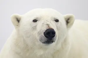 Ursos: Polar Bear