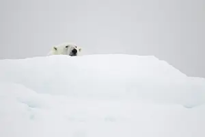 Ursos: Polar Bear