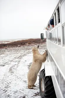Buggy: Polar Bear