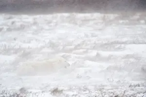 Snowstorm: Polar Bear