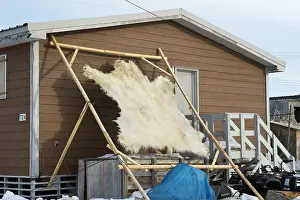Inuit: Polar Bear