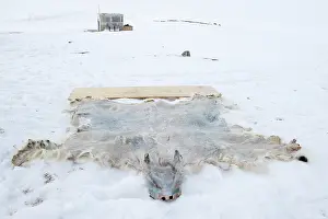 Inuit: Polar Bear