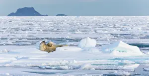 Artic: Polar Bear