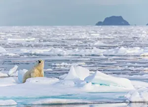 Artic: Polar Bear