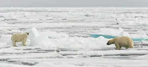 Artic: Polar Bear