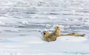 Artic: Polar Bear