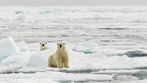 Artic: Polar Bear