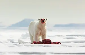 Bloody: Polar Bear