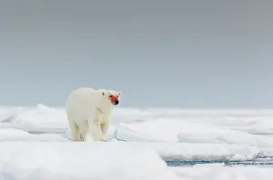 Bloody: Polar Bear