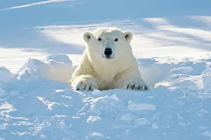 Start: Polar Bear