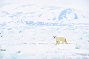 Nothern: Polar Bear