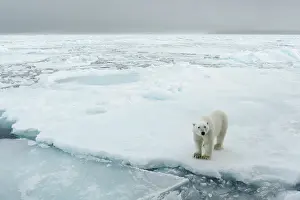 Heaven: Polar Bear