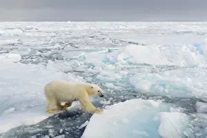 Enviroment: Polar Bear
