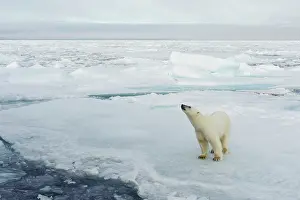 Enviroment: Polar Bear