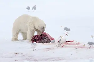 Remains: Polar Bear