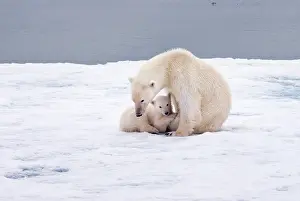 Loving: Polar Bear