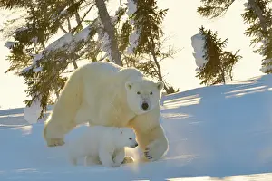 Motherhood: Polar Bear