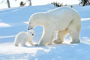 Hibernation: Polar Bear