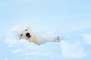 Hibernation: Polar Bear