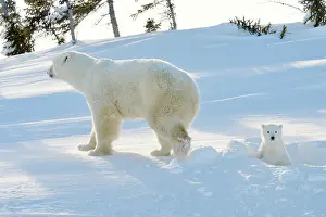 Peeping: Polar Bear