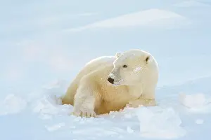 Hibernation: Polar Bear